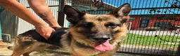 Pastore Tedesco cani in regalo: Sara Jane - Annuncio 4