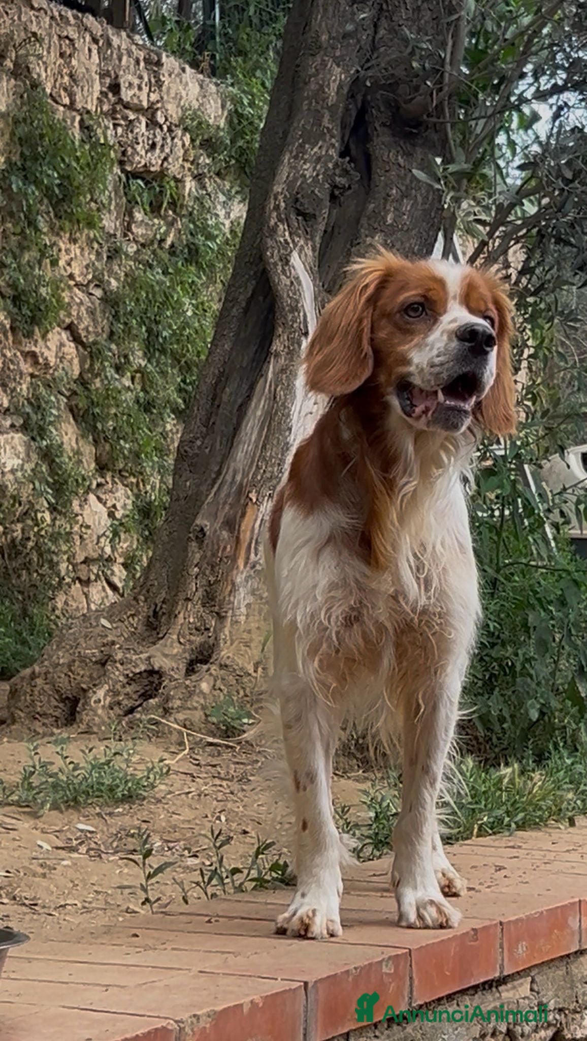 Breton cani in regalo: Norman - Annuncio 4