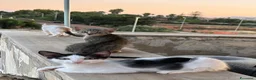 Meticcio gatti in regalo: Gattini in regalo a Siracusa  a Libero consorzio comunale di Siracusa - Annuncio 11