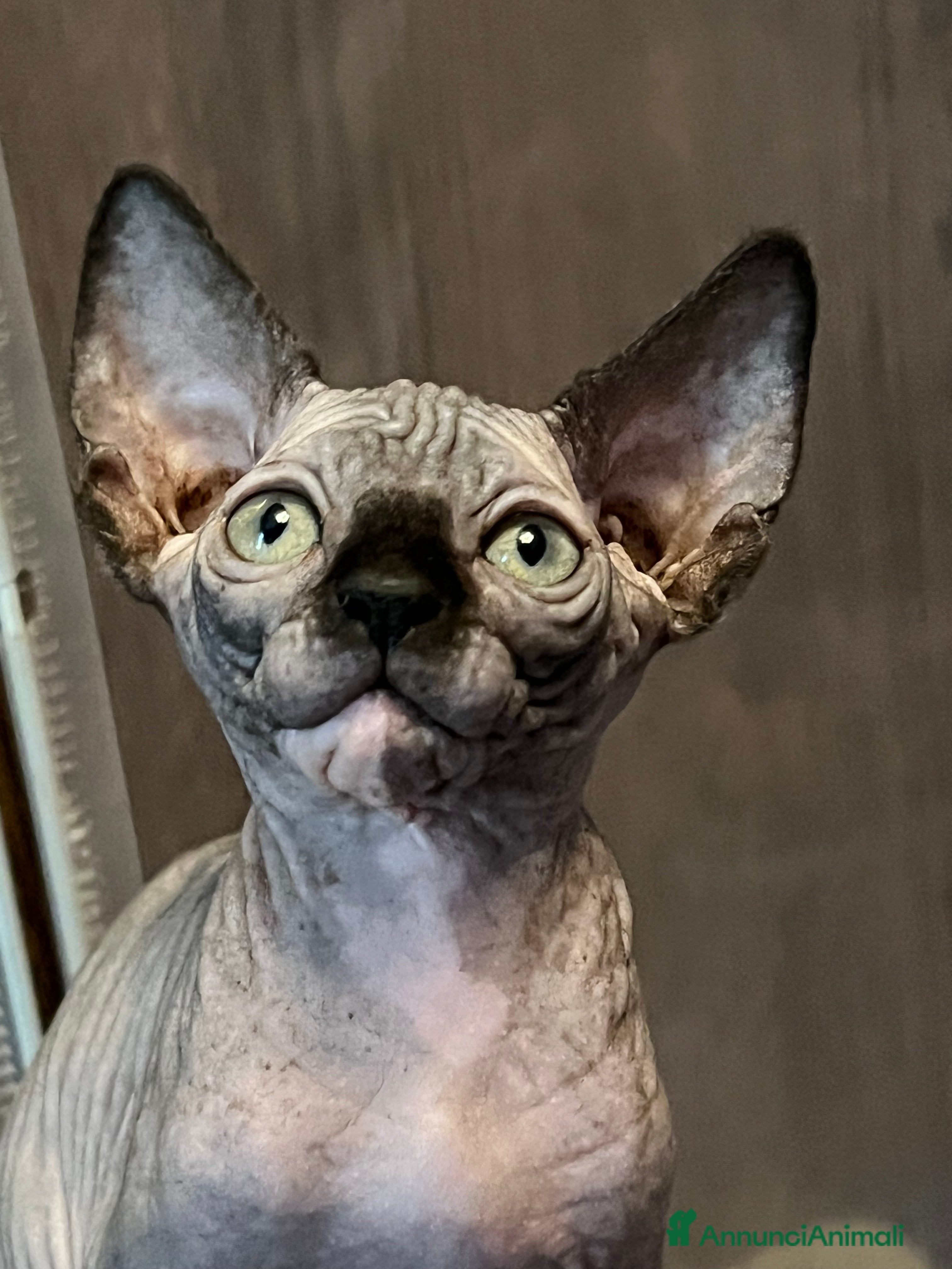 Sphynx gatti Sphynx  a Città metropolitana di Roma Capitale - Annuncio 2