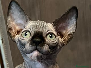 Sphynx gatti Sphynx a Città metropolitana di Roma Capitale - Annuncio 26