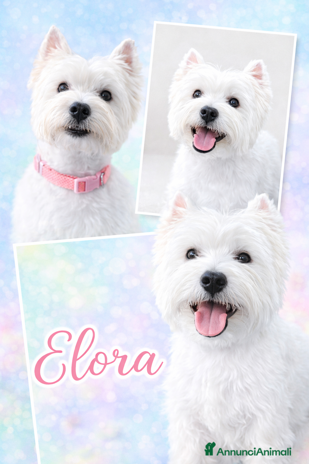 West Highland cani Maschio 1 - Annuncio 1