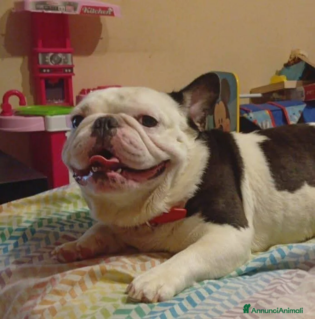 Bulldog Francese cani per accoppiamento: Accoppiamento  - Annuncio 1