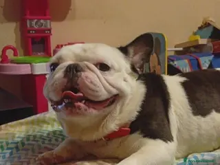 Bulldog Francese cani Accoppiamento - Annuncio 12