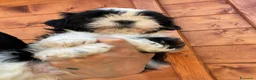 Shih Tzu cani in vendita: Cuccioli di Shi-tzu - Annuncio 18