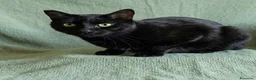 Europeo gatti in regalo: Giovane gatto nero cerca casa - Annuncio 3