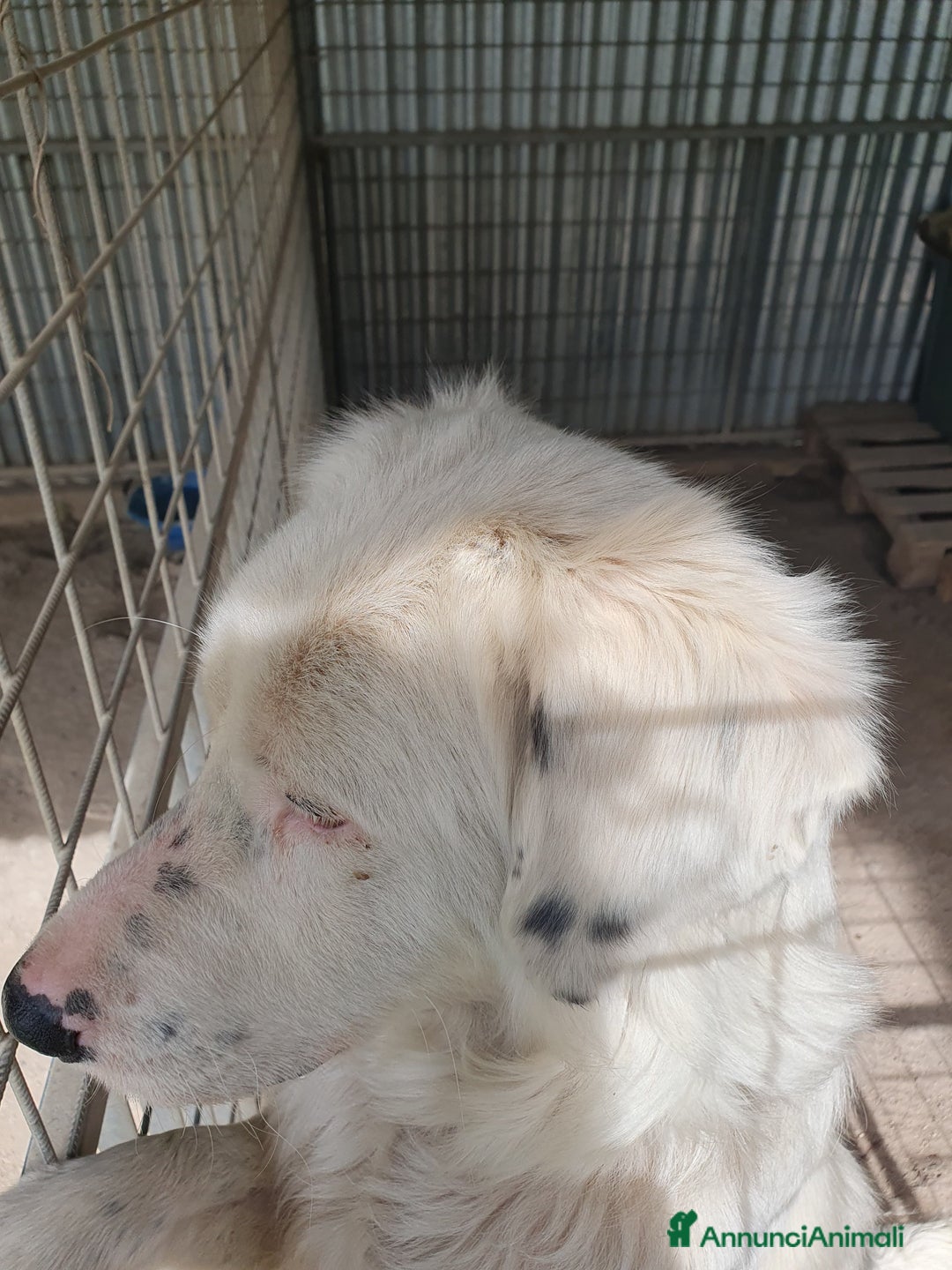 Meticcio cani in regalo: NEVE MIX GOLDEN RETRIEVER ALBINO a Provincia di Avellino - Annuncio 22