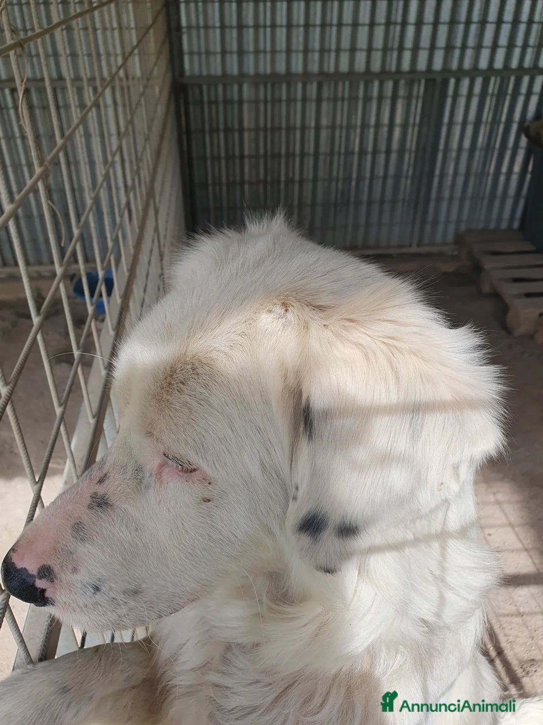Meticcio cani in regalo: NEVE MIX GOLDEN RETRIEVER ALBINO a Provincia di Avellino - Annuncio 22