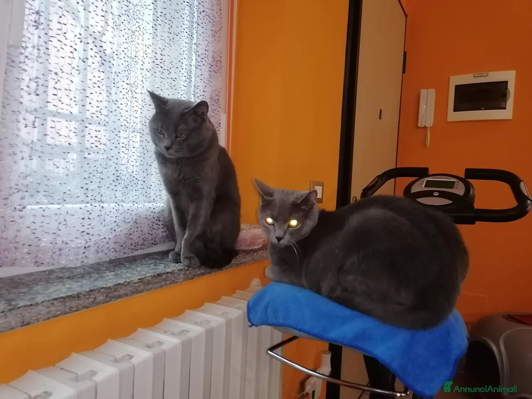 Immagine della galleria {{count}}