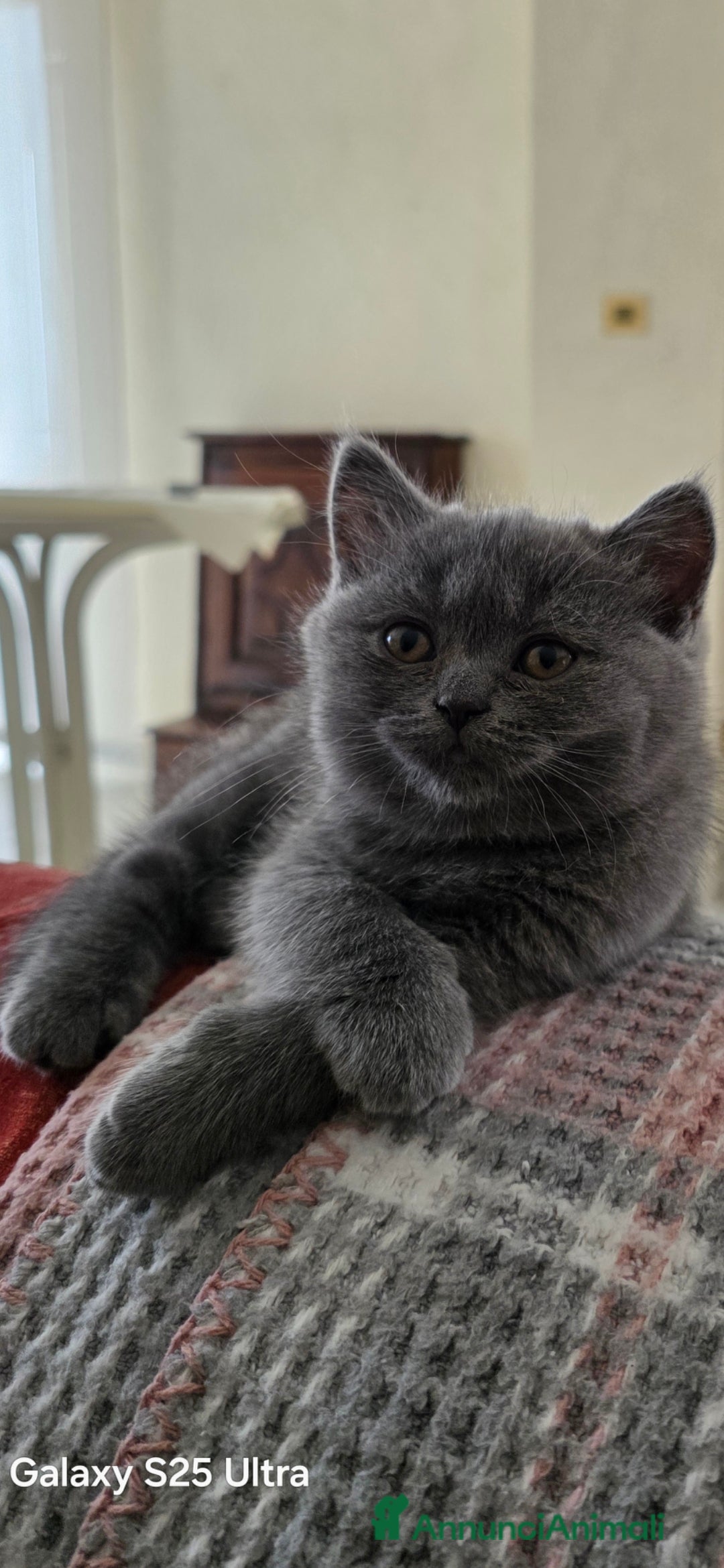 British gatti in vendita: British a Provincia di Biella - Immagine 4