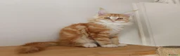 Maine Coon gatti in vendita: Cuccioli Maine Coon a Provincia di Padova - Annuncio 3
