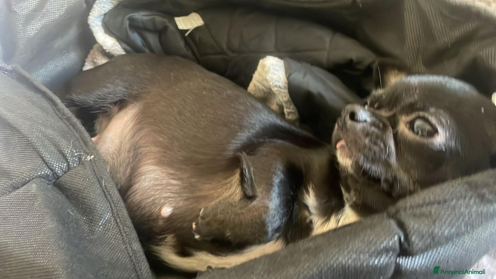 Chihuahua cani Chihuahua - Annuncio 5