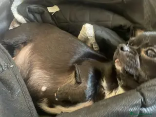 Chihuahua cani Chihuahua - Annuncio 3