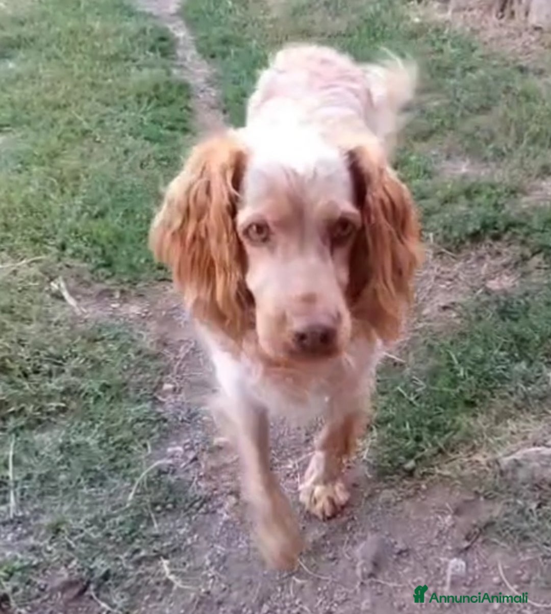 Breton cani in regalo: Breton arancio adulti IN CANILE DAL 2020! LAZIO - Annuncio 4