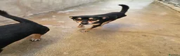 Pinscher Tedesco cani in regalo: Philips: pinscherino socievole. Lo cedono  - Annuncio 8