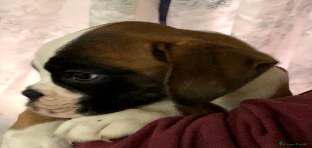 Immagine della galleria {{count}}