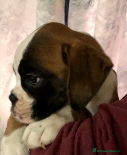 Immagine della galleria {{count}}