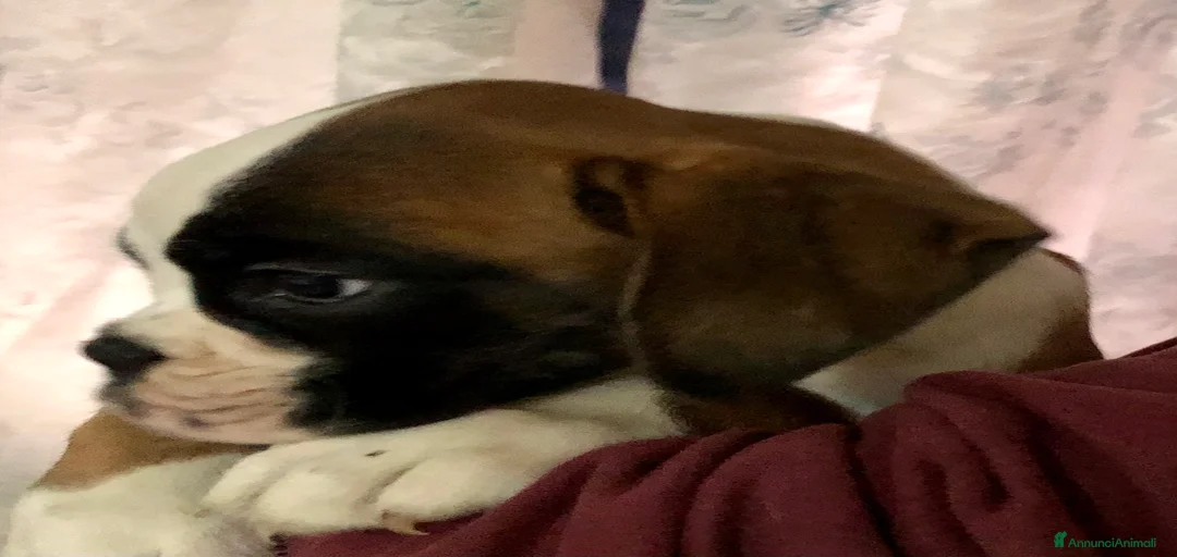 Immagine della galleria {{count}}