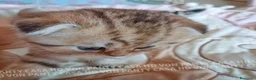 Scottish gatti in vendita: Cuccioli Scottish Fold con Pedigree - Annuncio 7