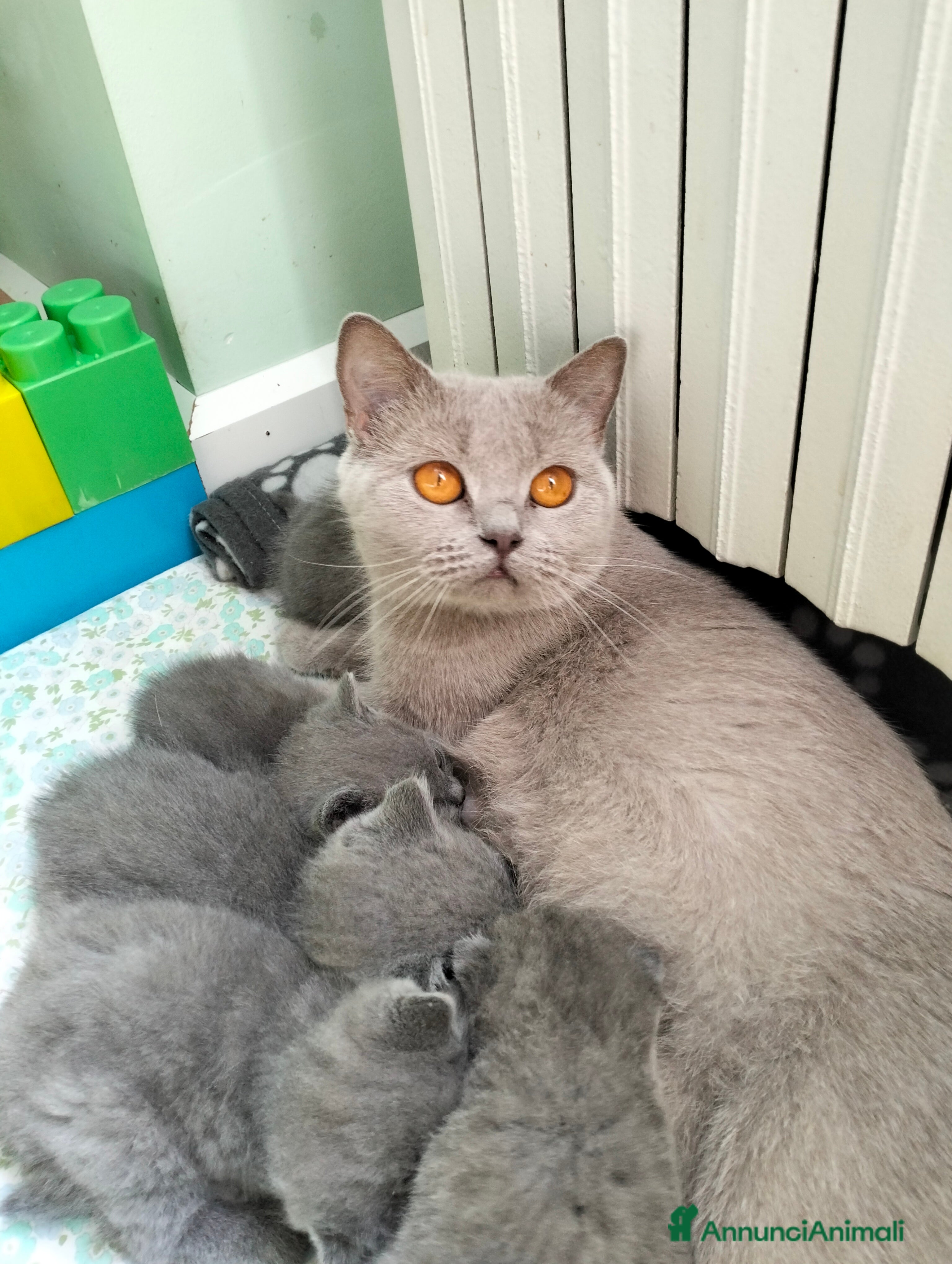 British gatti Cuccioli British Shorthair  - Annuncio 1
