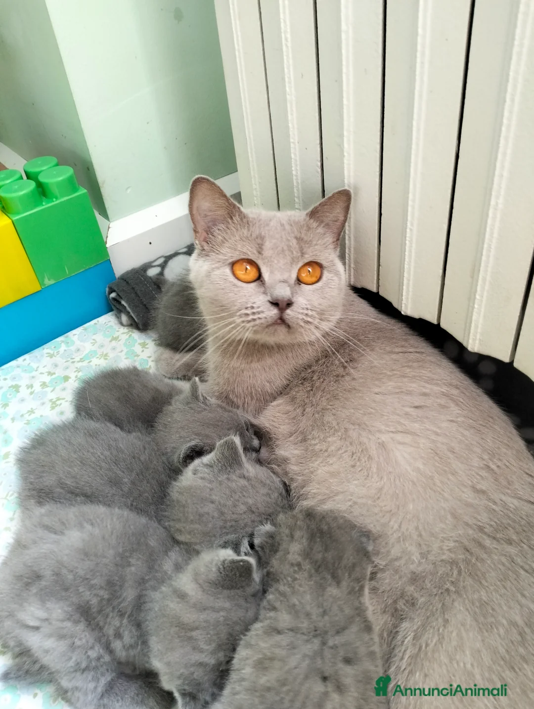British gatti in vendita: Cuccioli British Shorthair  - Annuncio 1