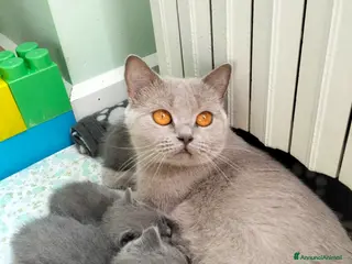 British gatti Cuccioli British Shorthair - Annuncio 1