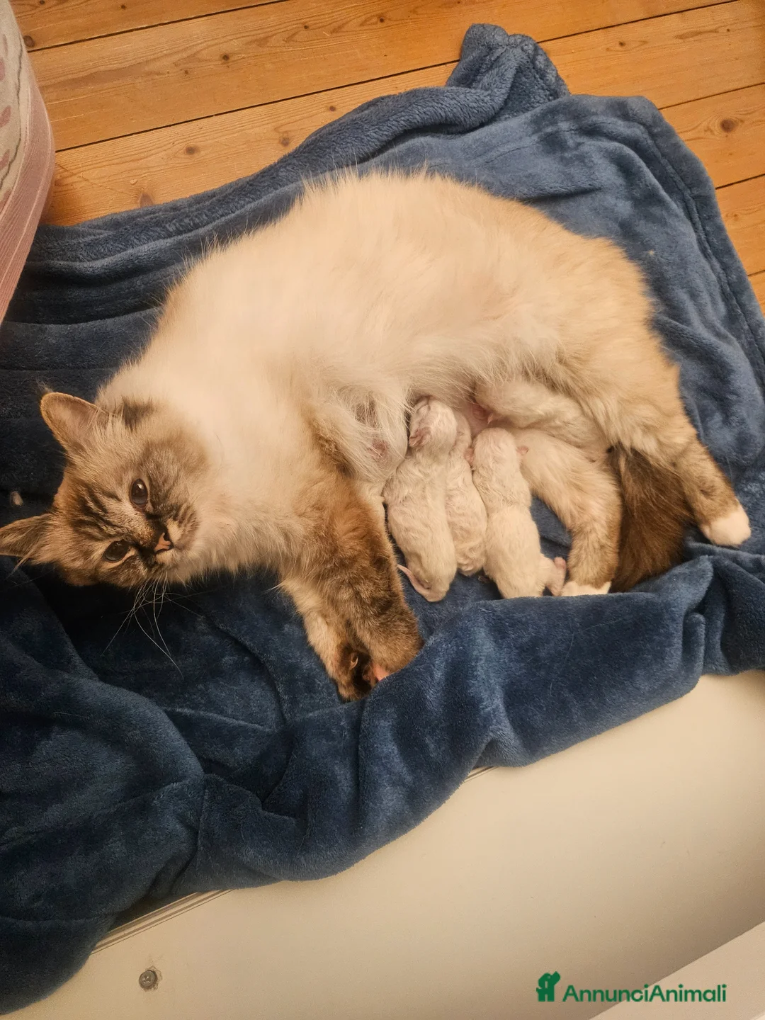 Sacro di Birmania gatti in vendita: Cuccioli Sacro di Birmania disponibili  - Annuncio 8