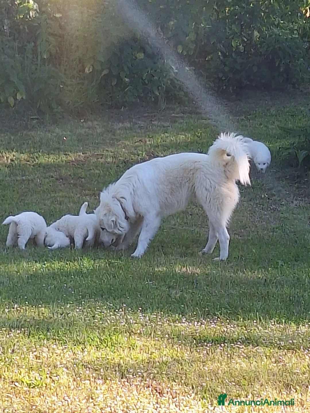 Meticcio cani in vendita: 🐶 Cucciolo maschio bianco con macchie nere - Annuncio 2