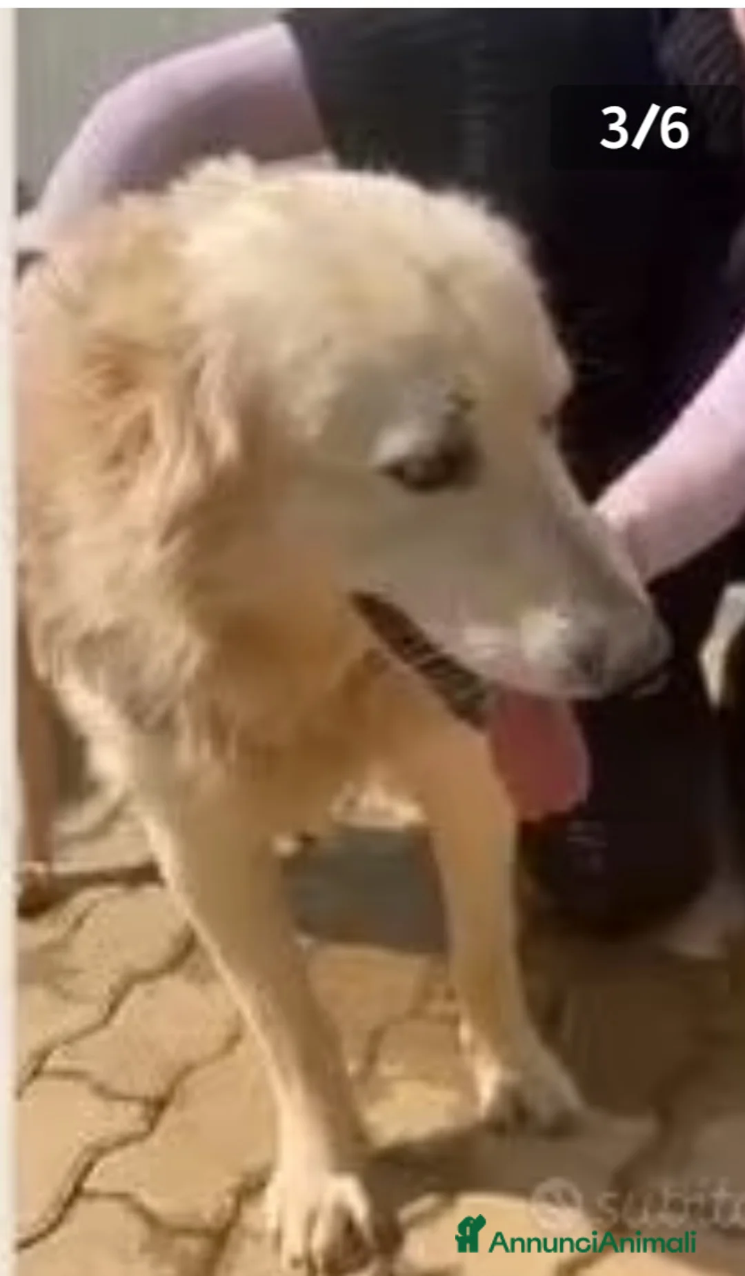 Meticcio cani in regalo: Mix Golden 6anni ENTRATO CUCCIOLO IN BOX.CALABRIA a Città metropolitana di Milano - Annuncio 2