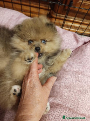 Spitz cani - Annuncio 1