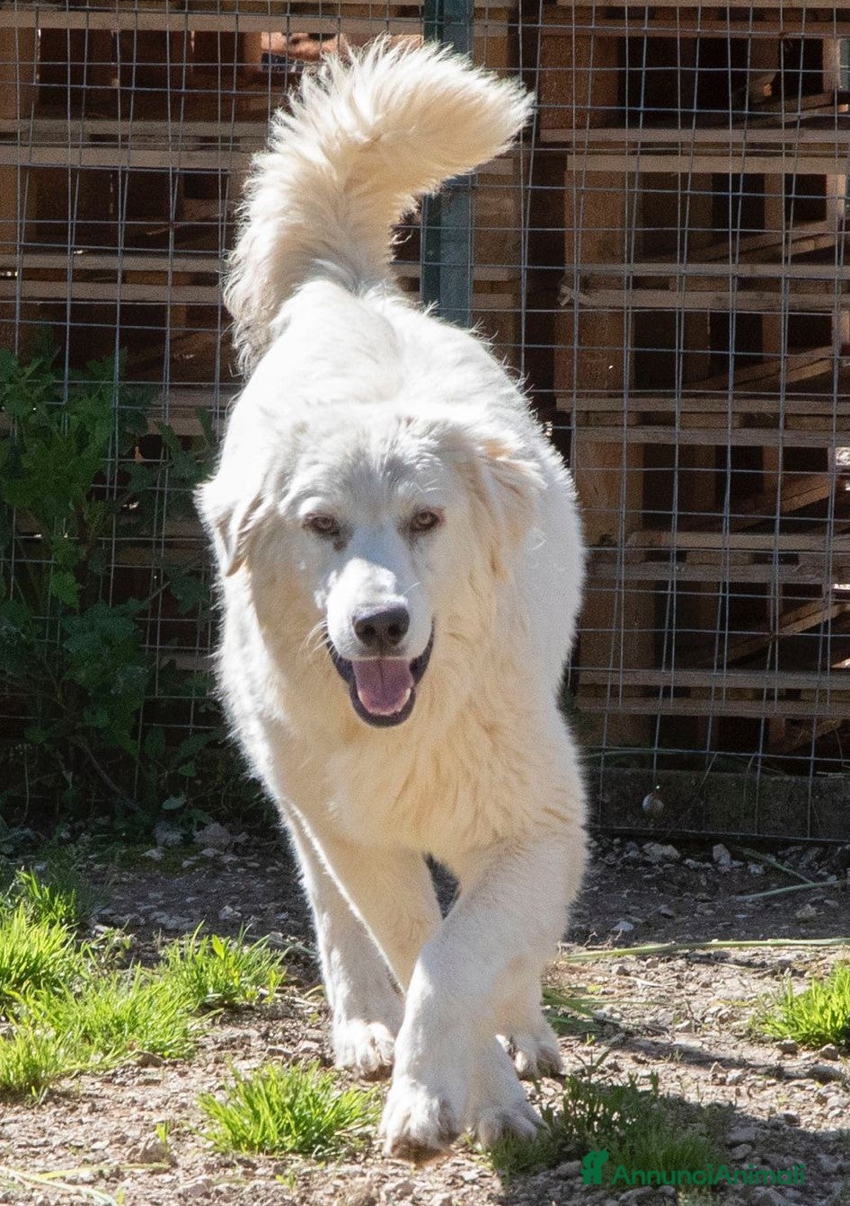Meticcio cani IL DOLCE LUCKY a Città metropolitana di Roma Capitale - Annuncio 2