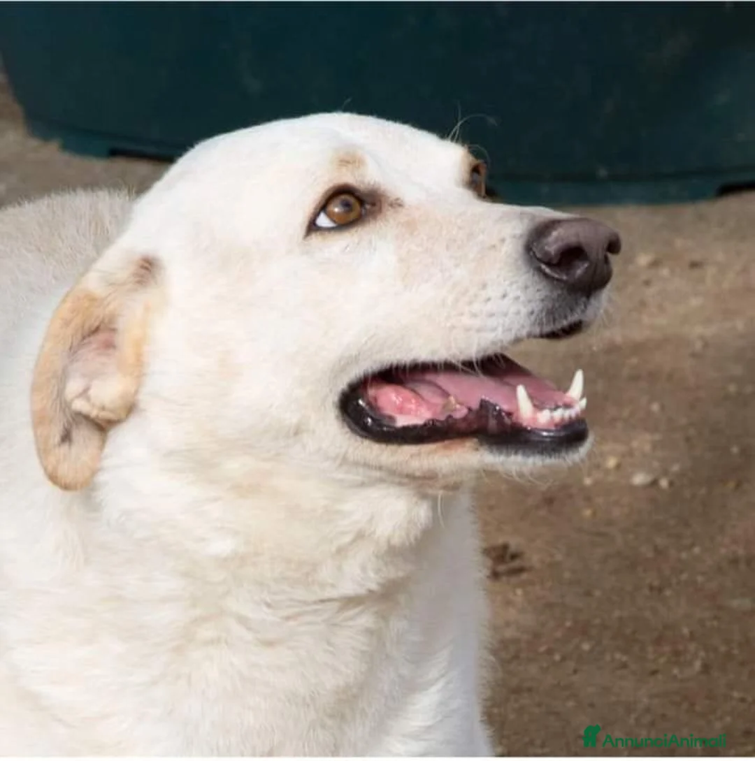 Meticcio cani in regalo: LA DOLCISSIMA SUSY - Annuncio 4