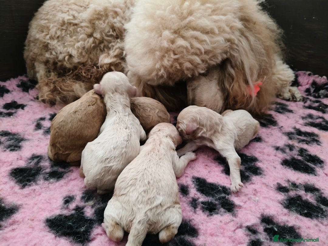 Barbone cani in vendita: BARBONE GRANDE MOLE - Annuncio 4