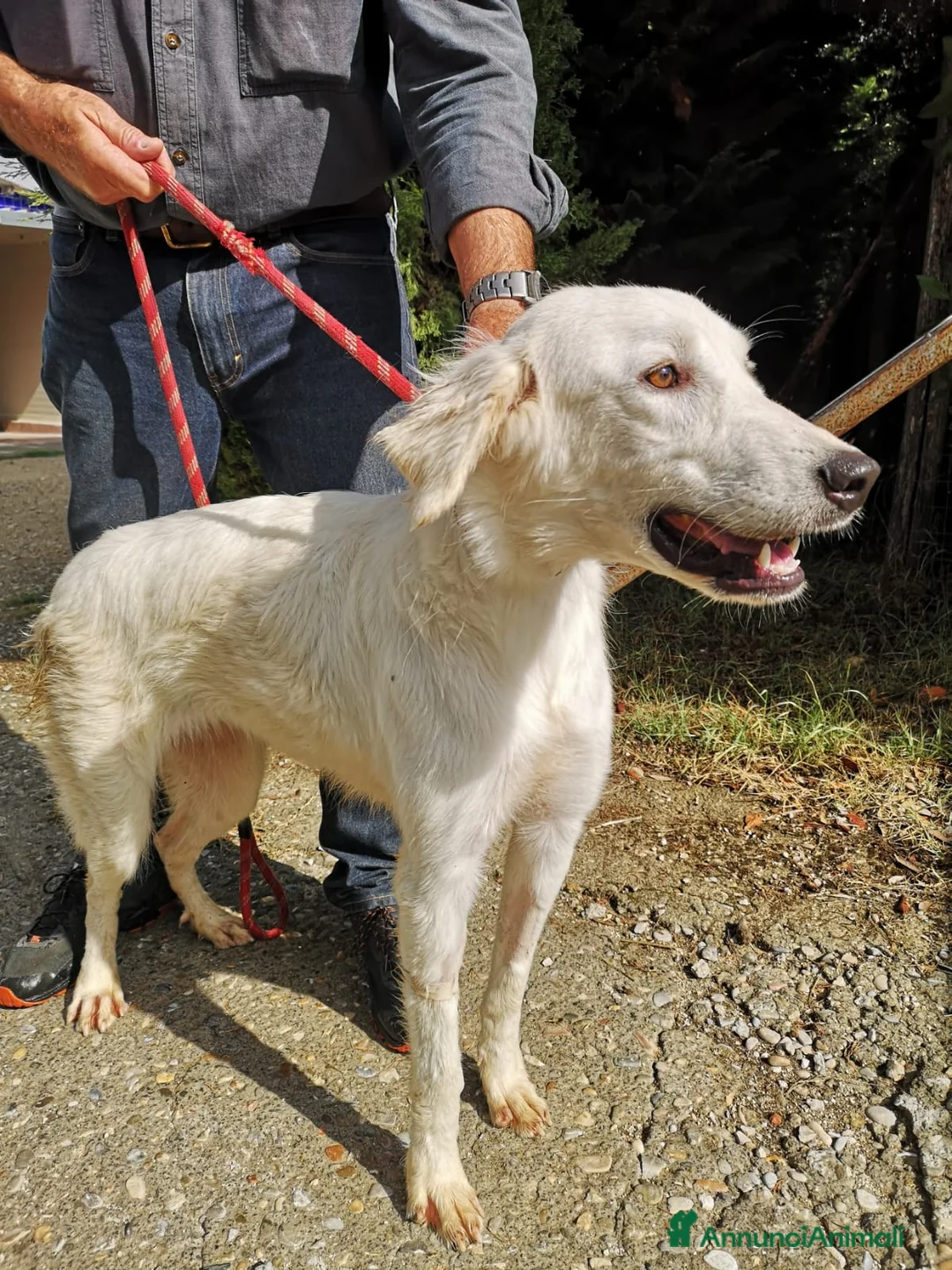 Pastore Maremmano cani in regalo: Dolce principessa! a Provincia di Viterbo - Annuncio 2