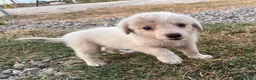 Meticcio cani in regalo: AURORA 🩷 UN BATUFFOLO DI CORAGGIO - Annuncio 2