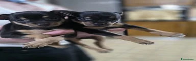 Pinscher Miniatura Cucciolo 1