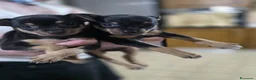 Pinscher Miniatura cani in vendita: Cuccioli in vendita  - Annuncio 3