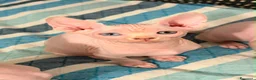 Sphynx gatti in vendita: CUCCIOLI SPHYNX DI CUI UNO OCCHI IMPARI - Annuncio 9