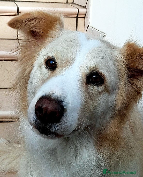 Meticcio cani Kelly bellissima incrocio maremmano in adozione a Città metropolitana di Milano - Annuncio 42