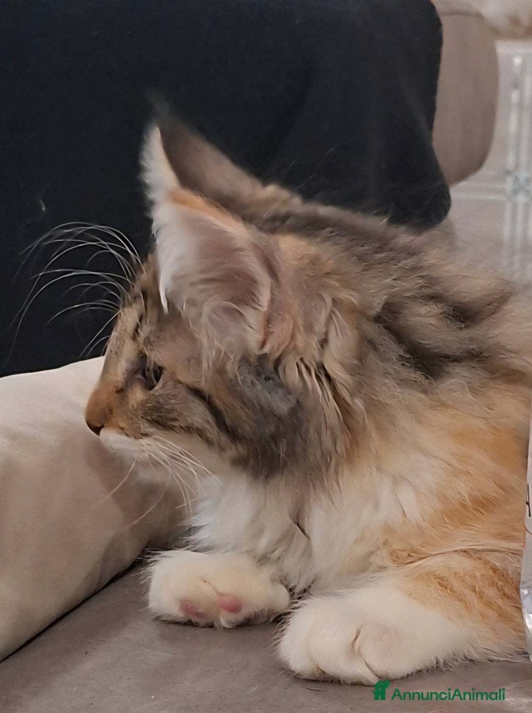 Norvegese gatti in vendita: Norvegesi cuccioli  - Annuncio 4