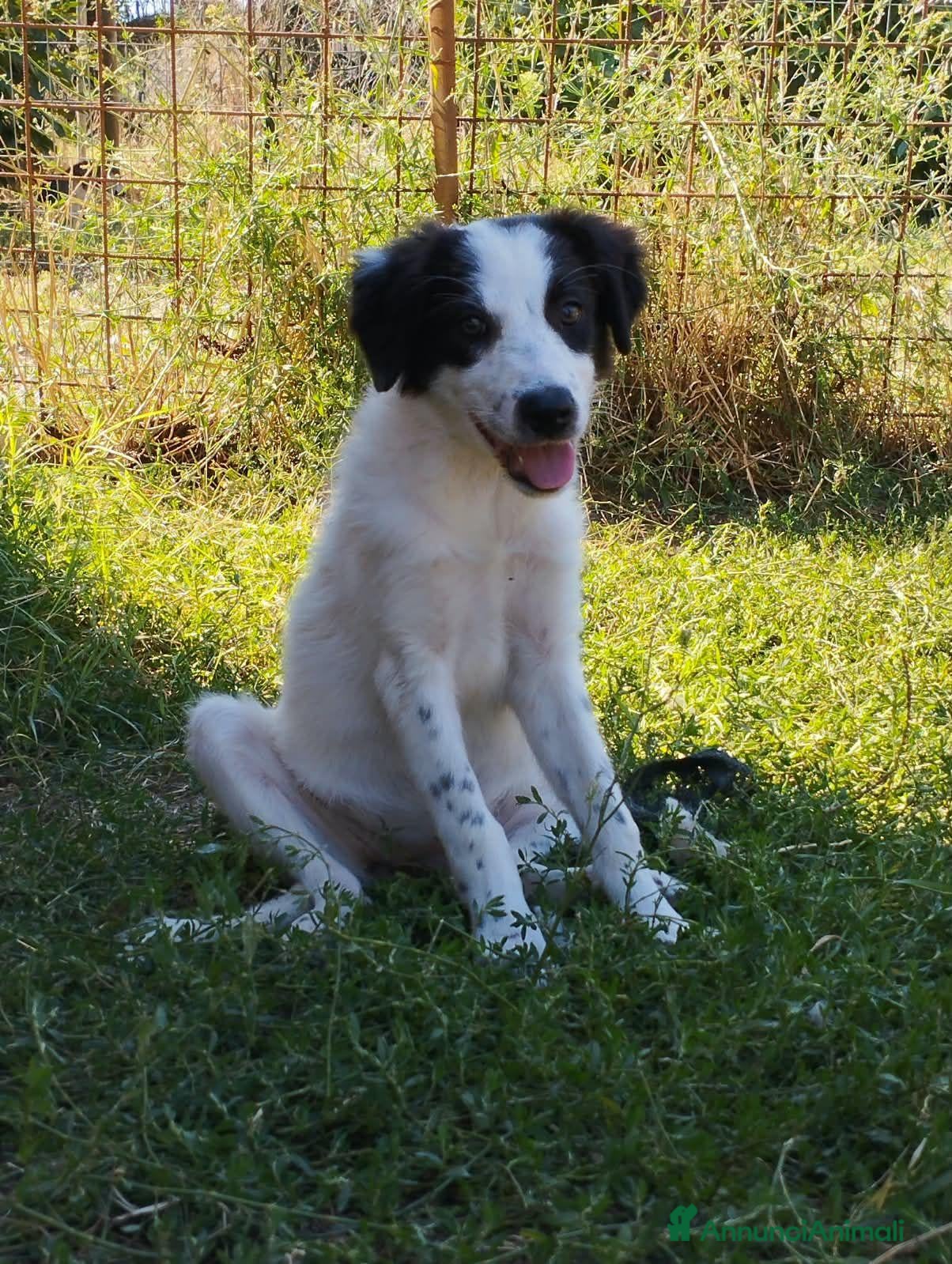 Meticcio cani 3 mesi cucciola taglia medio contenuta  - Annuncio 13