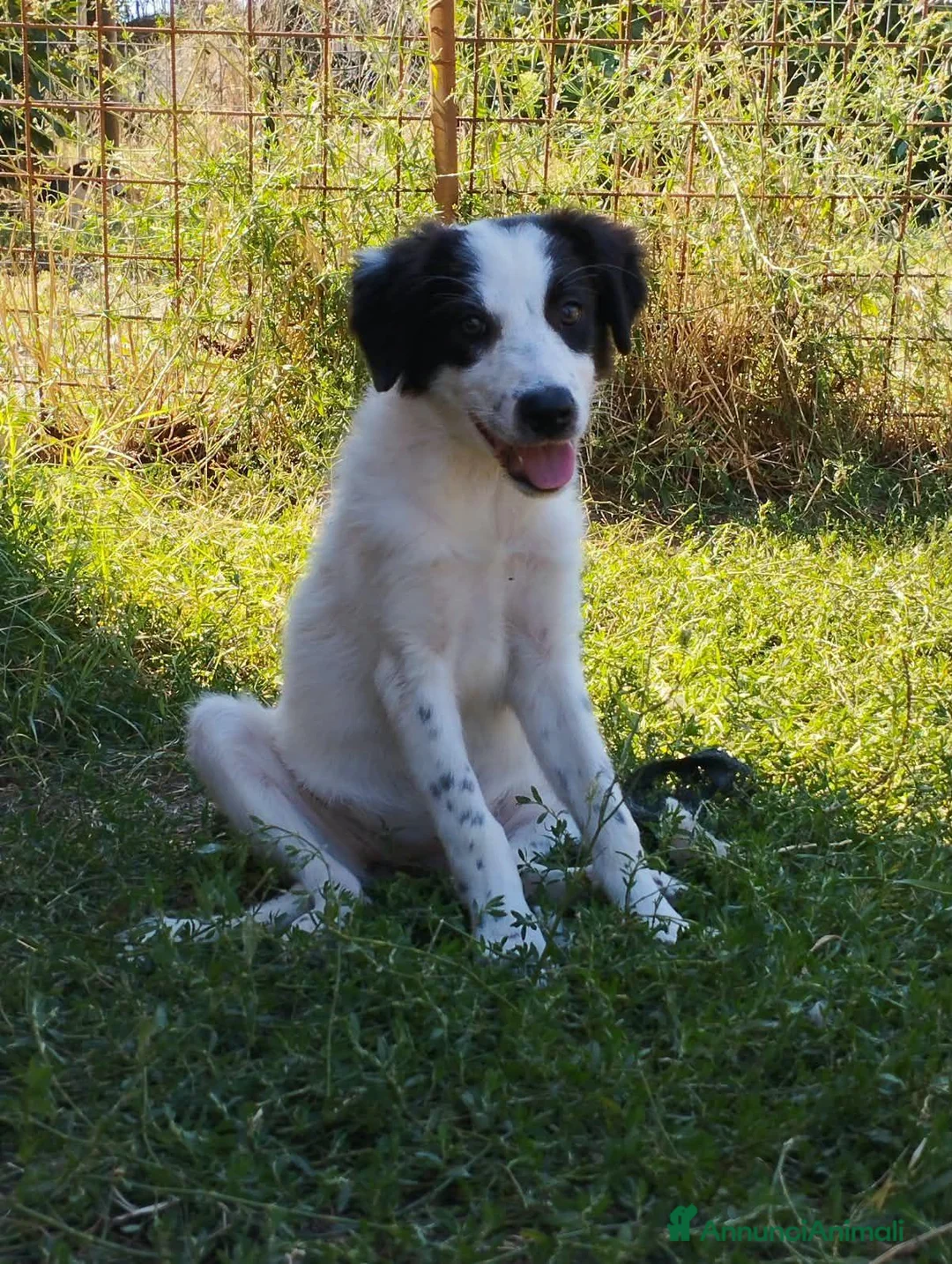 Meticcio cani in regalo: 3 mesi cucciola taglia medio contenuta  - Annuncio 1