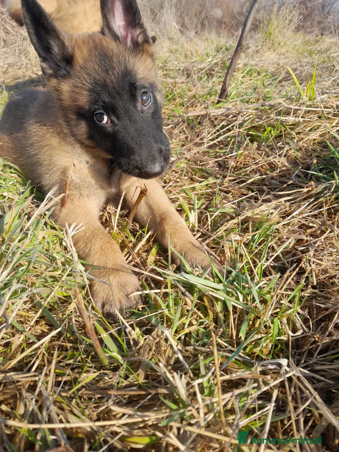 Pastore Belga cani in vendita: Pastore Belga Malinois  - Annuncio 5