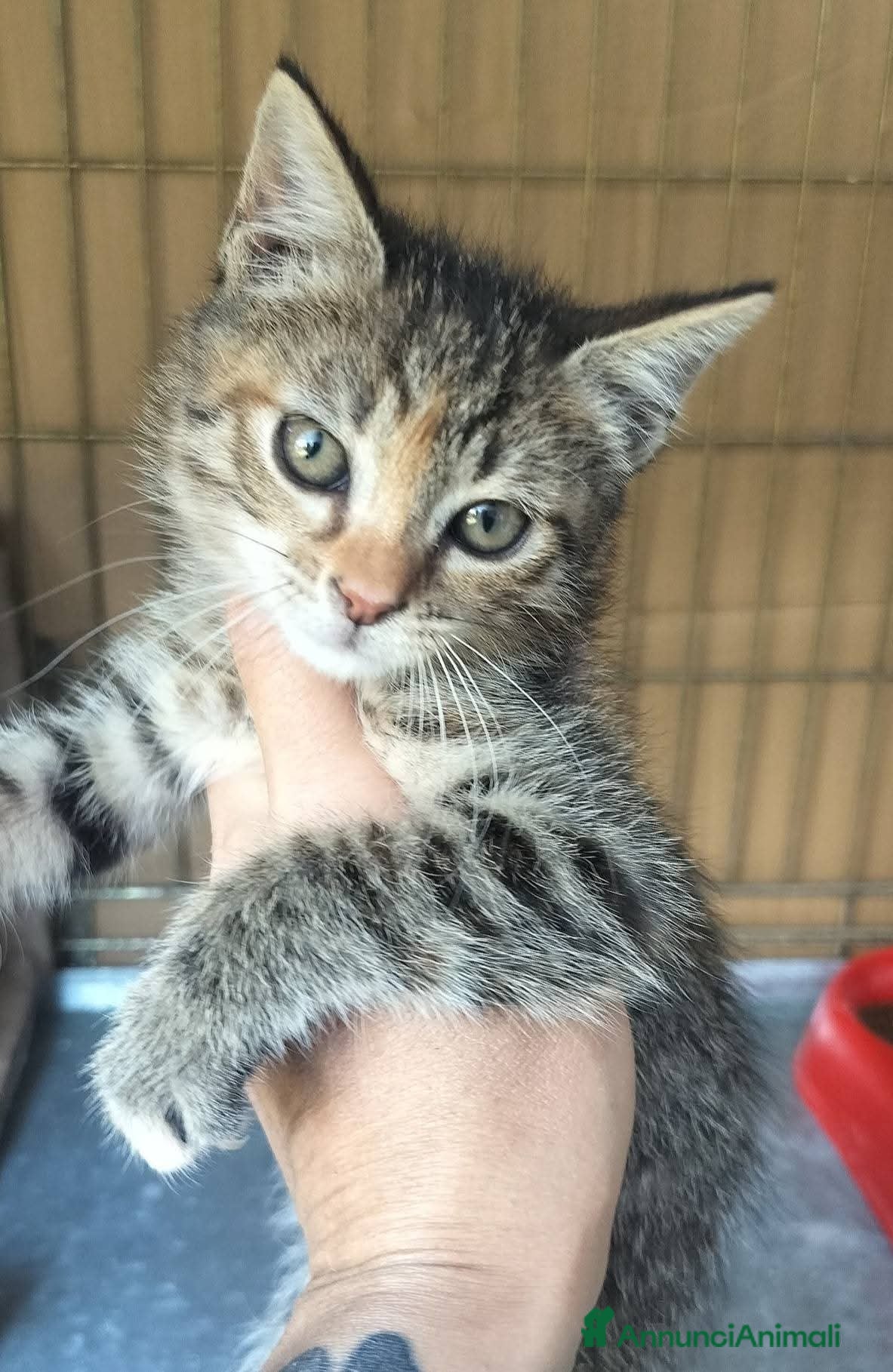 Meticcio gatti Piccola tigratina, circa 2 mesi  - Annuncio 8