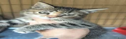 Meticcio gatti in regalo: Piccola tigratina, circa 2 mesi  - Annuncio 1