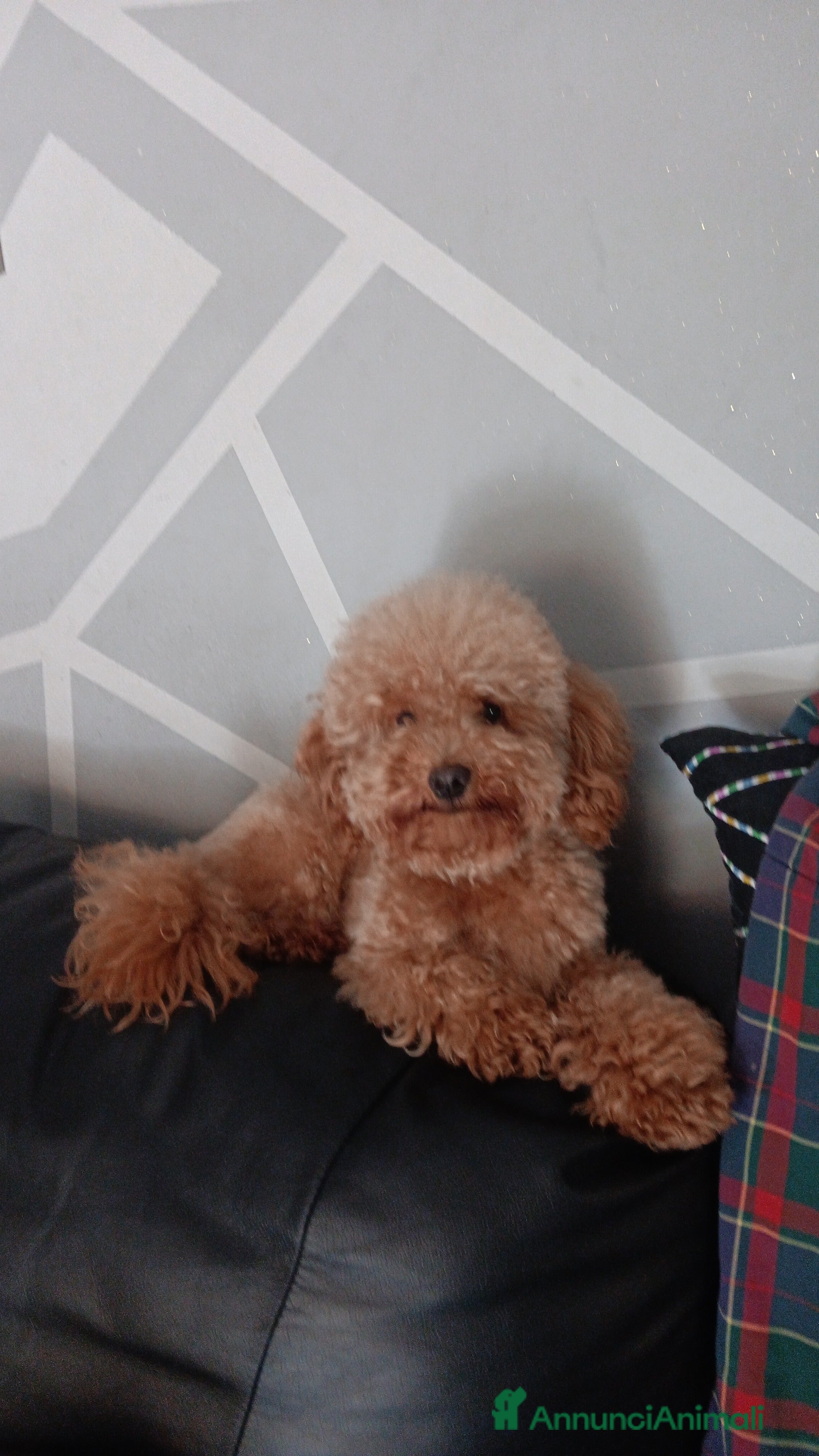 Barboncino Toy cani Barboncino toy  - Annuncio 2