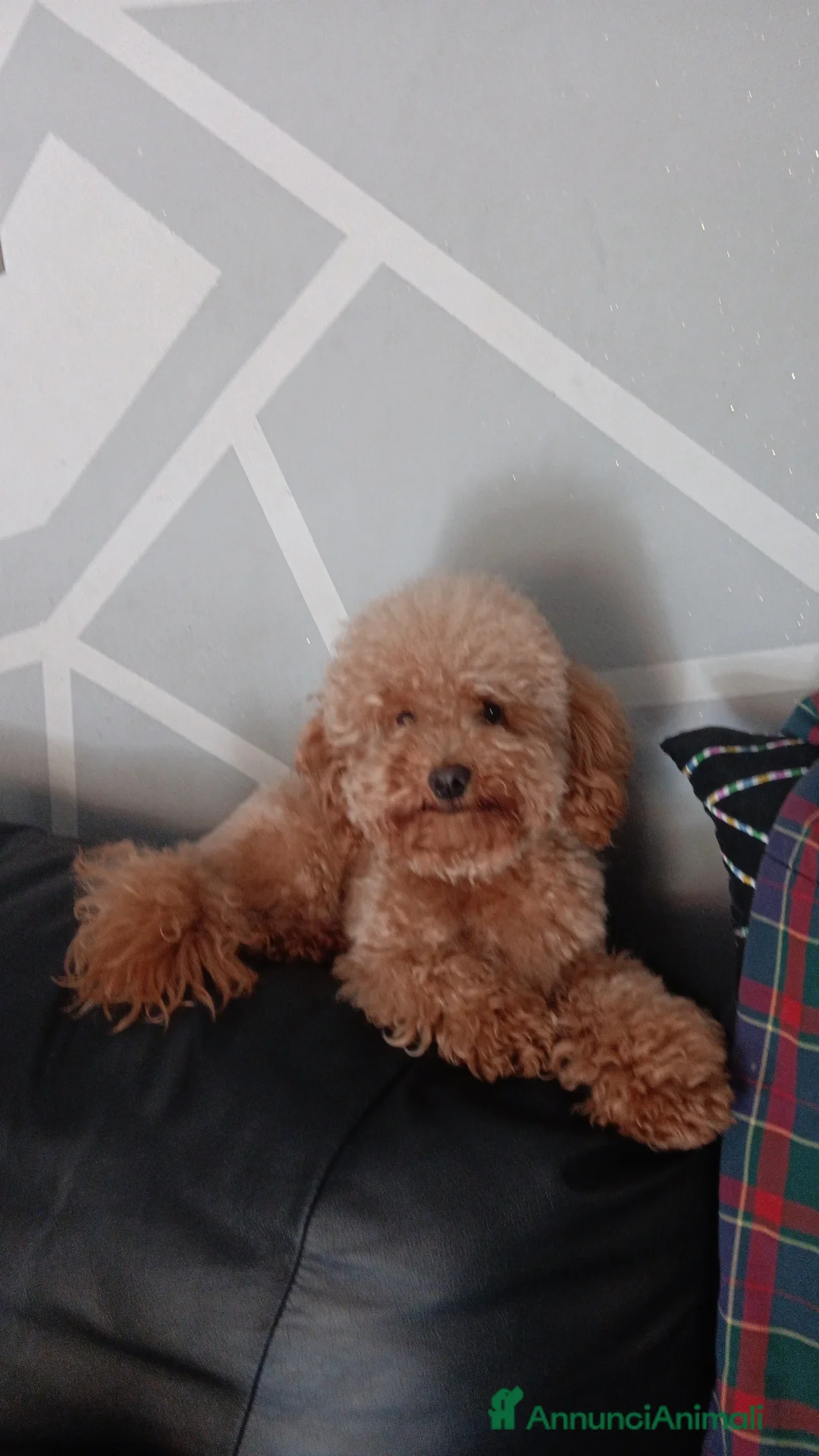 Barboncino Toy cani in vendita: Barboncino toy  - Annuncio 2