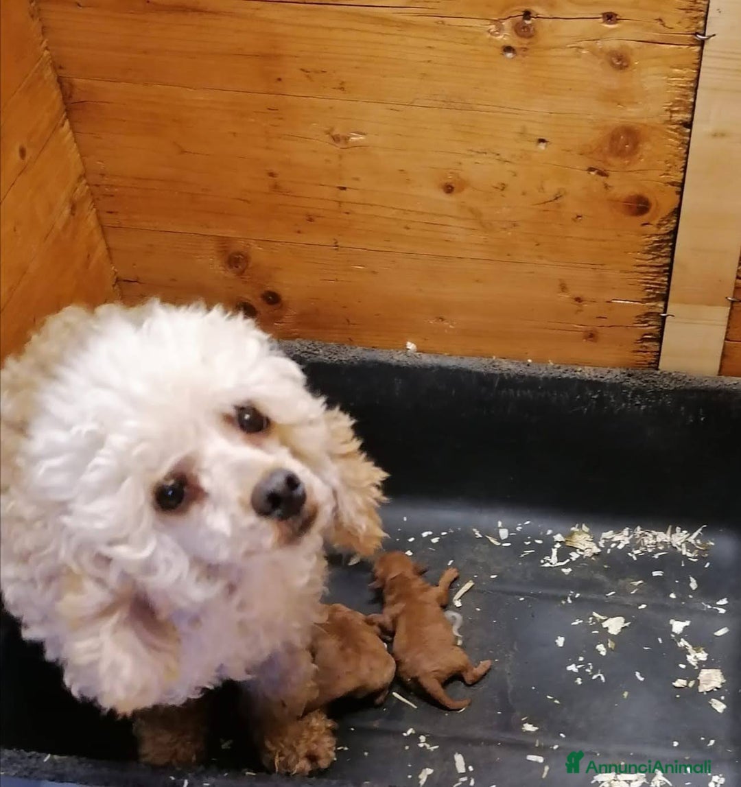 Barboncino cani in vendita: Barboncino nano cucciolo maschio - Annuncio 2