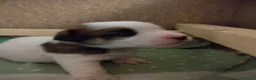 Jack Russell cani in vendita: Cuccioli Jack Russell  - Annuncio 4