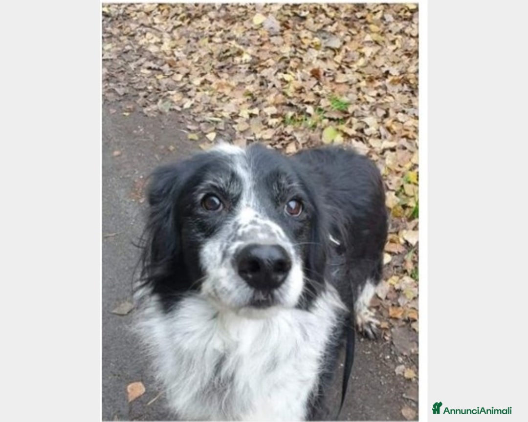 Meticcio cani in regalo: 2mix Setter vissuti 9ANNI SENZA USCIRE DAL BOX!ROM a Milano - Annuncio 4